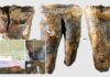 Tooth shows cavemen conducted dental surgery thousands of years before anesthetic