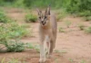 Once Near Extinction, India’s Elusive Caracal Is Making a Comeback in Rajasthan