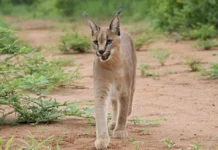 Once Near Extinction, India’s Elusive Caracal Is Making a Comeback in Rajasthan