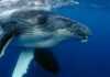 Whale Timmy released into the North Sea