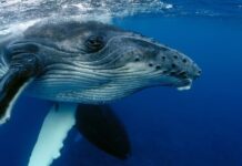 Whale Timmy released into the North Sea