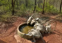 How Youth in Bidar Are Helping Wildlife Survive Karnataka’s Brutal Summer Heat