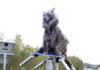 Menacing “monster wolf” robots in high demand to scare off bears