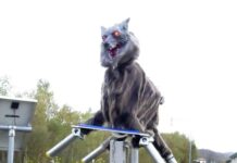 Menacing “monster wolf” robots in high demand to scare off bears