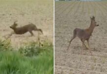 ‘Drunk’ deer causes chaos after eating fermented fruit
