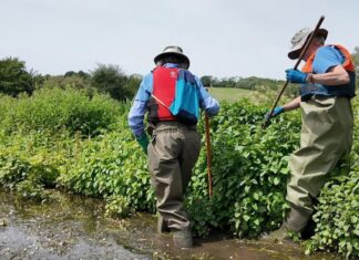 Poles and holes searching for voles