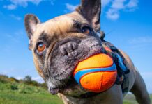 Vet’s ‘check after every walk’ reminder to dog owners this summer