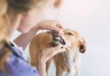 ‘I’m a vet and this is why your dog’s breath smells bad’