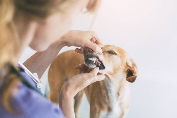 0_Veterinarian-examining-dogs-teeth.jpg