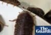 More than 100,000 cockroaches worth $200,000 seized from NSW breeder in record-breaking bust
