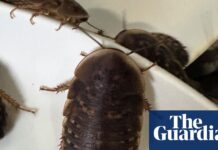 More than 100,000 cockroaches worth $200,000 seized from NSW breeder in record-breaking bust