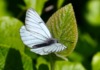 Zoo repopulating one of UK’s rarest butterflies