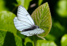 Zoo repopulating one of UK’s rarest butterflies