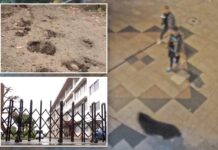 First-ever bear sighting in Japanese city triggers suspensions at 94 schools