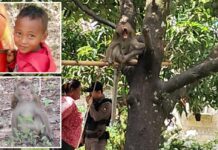 Schoolboy, 7, mauled to death by grandfather’s crazed pet monkey