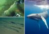 Scientists discover deep whale graveyard with bones dating over 5 million years old