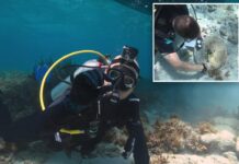 Centuries-old pirate mystery deepens after newly discovered shipwrecks found in The Bahamas