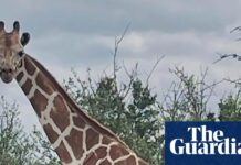 Gracie the giraffe who wandered off in Texas found safe – for real this time