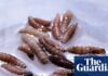 Alarm as once-eradicated flesh-eating parasite found in calf in Texas