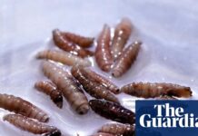 Alarm as once-eradicated flesh-eating parasite found in calf in Texas