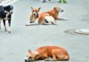 Dedicated Stray Dogs Feeding Zones Set-Up At Selected Points In Mysuru City