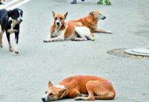 Dedicated Stray Dogs Feeding Zones Set-Up At Selected Points In Mysuru City