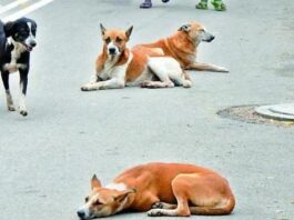 Dedicated Stray Dogs Feeding Zones Set-Up At Selected Points In Mysuru City