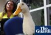 Duck off: World Cup hero Merlín barred from Mexico game due to Fifa’s animal ban