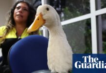 Duck off: World Cup hero Merlín barred from Mexico game due to Fifa’s animal ban