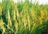 Farmers Protest Delay in Supply of Subsidised Paddy Seeds in Parvathipuram Manyam