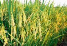 Farmers Protest Delay in Supply of Subsidised Paddy Seeds in Parvathipuram Manyam