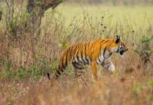 Tiger Spotted Found Moving Near Pudipalle Village of Polavaram District