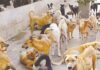 MMC Announces Zone-Wise Veterinary Numbers