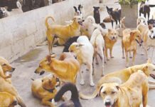 MMC Announces Zone-Wise Veterinary Numbers
