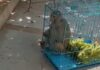 Macaque Rescued From Circus Abuse