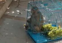 Macaque Rescued From Circus Abuse