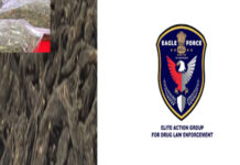 EAGLE Busts International Drug Racket, Hydroponic Weed Worth Rs12 Cr Seized
