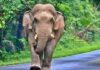 Mother Killed, Child Injured In Wild Elephant Attack In Kerala’s Idukki