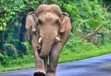 Mother Killed, Child Injured In Wild Elephant Attack In Kerala’s Idukki