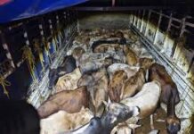 Police Seize Accused’s Property In Bantwal Cattle Slaughter Case