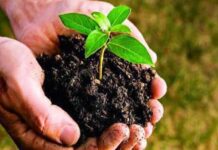 Four Saplings To Be Planted For Every Surgery Under ‘Naatho Green Miles’