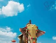 SC Directs Kerala Govt To Take Custody Of State’s Tallest Elephant Raman