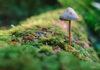 There Is Life After Death For The Dead Organisms In The Nature