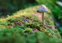 There Is Life After Death For The Dead Organisms In The Nature
