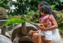 On Curieuse Island, Giant Tortoises Tell A Story of Survival and Hope