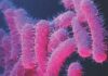Seven-year-old Child Dies of Shigella In Kerala