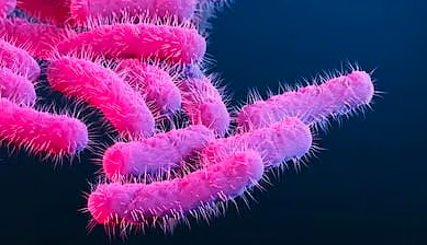 Kerala Reports 146 Shigella Cases, 70 In June