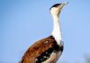MP; Move Underway For Reintroduction Of Great Indian Bustard (GIB) In MP Reserves