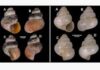 Two New Microscopic Snail Species Discovered In Meghalaya’s Limestone Caves