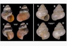 Two New Microscopic Snail Species Discovered In Meghalaya’s Limestone Caves